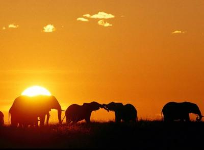 20091001073400-sabana-africana.jpg