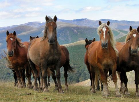 20120128132120-caballos-salvajer-cameros-la-rioja.jpg