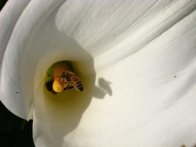 20100502203049-jardin-abejas-belleza.jpg